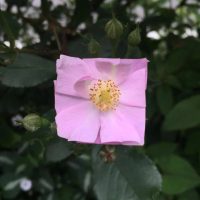 Square Pink Flower Art Petals Baku Maeda Square Pink Flower Art Petals Baku Maeda