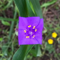 Square Purple Flower Art Baku Maeda Forest Square Purple Flower Art Baku Maeda Forest