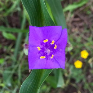 Square Purple Flower Art Baku Maeda Forest Square Purple Flower Art Baku Maeda Forest