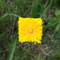 Square Yellow Flower Art Baku Maeda Square Yellow Flower Art Baku Maeda