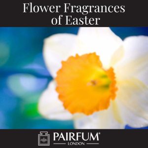 Flower Fragrances Of Easter Daffodil Narcissus Flower Fragrances Of Easter Daffodil Narcissus