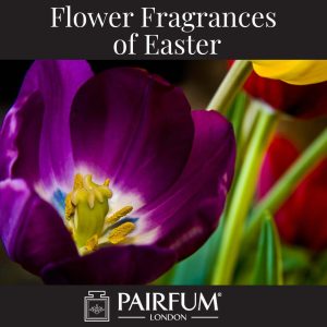Flower Fragrances Of Easter Tulip Flower Fragrances Of Easter Tulip