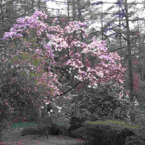 Bloom Magnolia Windsor Park Perfumery Ingredient Bloom Magnolia Windsor Park Perfumery Ingredient