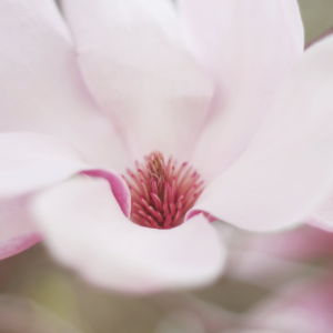 Fragrance Ingredient Natural Essential Oil Magnolia Bloom Perfume