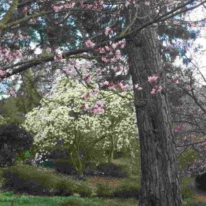 Fragrance Ingredient Natural Essential Oil Magnolia Bloom Windsor Park162355 Fragrance Ingredient Natural Essential Oil Magnolia Bloom Windsor Park162355