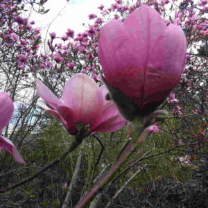 Fragrance Ingredient Natural Essential Oil Magnolia Bloom Windsor Park163251