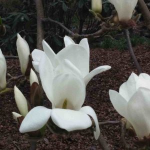 Fragrance Ingredient Natural Essential Oil Magnolia Bloom Windsor Park170812 Fragrance Ingredient Natural Essential Oil Magnolia Bloom Windsor Park170812