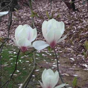 Fragrance Ingredient Natural Essential Oil Magnolia Bloom Windsor Park170838 Fragrance Ingredient Natural Essential Oil Magnolia Bloom Windsor Park170838