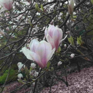 Fragrance Ingredient Natural Essential Oil Magnolia Bloom Windsor Park170858