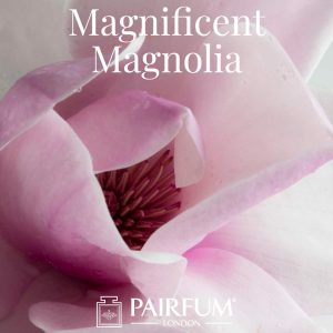 Magnificent Magnolias Fragrance Windsor Park Magnificent Magnolias Fragrance Windsor Park
