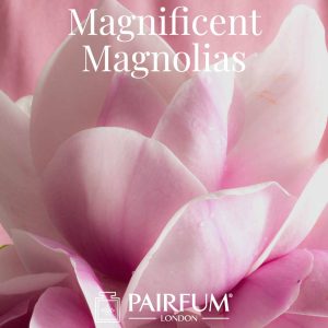 Magnificent Magnolias Perfume Windsor Park Magnificent Magnolias Perfume Windsor Park