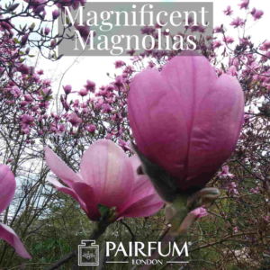 Magnificent Magnolias Perfumery Windsor Park