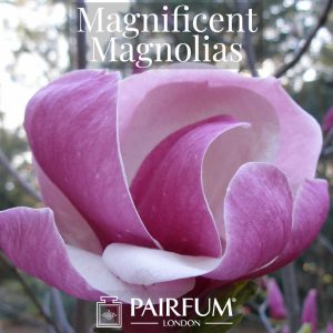 Magnificent Magnolias Windsor Park Fragrance Magnificent Magnolias Windsor Park Fragrance