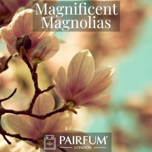 Magnificent Magnolias Windsor Park Perfume Ingredient Magnificent Magnolias Windsor Park Perfume Ingredient