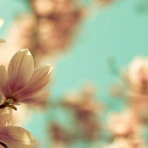 Pairfum Room Fragrance Reed Diffuser Refill Magnolia Tree Flowers Pairfum Room Fragrance Reed Diffuser Refill Magnolia Tree Flowers