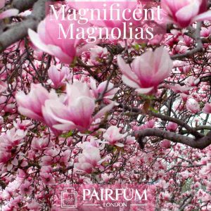 Perfume Ingredient Magnificent Magnolias Windsor Park Perfume Ingredient Magnificent Magnolias Windsor Park