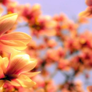 Perfumery Ingredient Natural Essential Oil Magnolia Petals e1556709958414 Perfumery Ingredient Natural Essential Oil Magnolia Petals e1556709958414