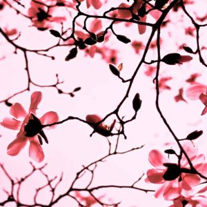 Perfumery Ingredient Natural Essential Oil Magnolia Twigs e1556709883954 Perfumery Ingredient Natural Essential Oil Magnolia Twigs e1556709883954