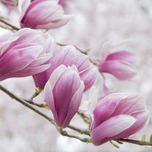 Perfumery Ingredient Natural Essential Oil Magnolias In Bloom Perfumery Ingredient Natural Essential Oil Magnolias In Bloom