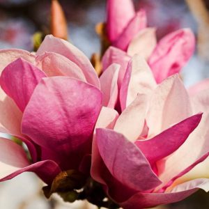 Perfumery Ingredient Natural Essential Oil Pink Magnolia Flower e1556710128653 Perfumery Ingredient Natural Essential Oil Pink Magnolia Flower e1556710128653