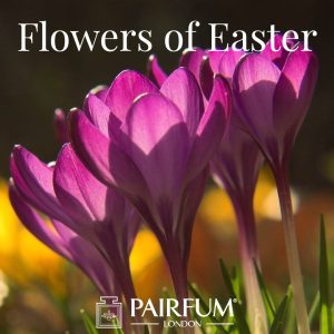 Pairfum London Flower Fragrances Of Easter Crocus Pairfum London Flower Fragrances Of Easter Crocus