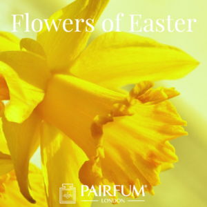 Pairfum London Flower Fragrances Of Easter Daffodil Narcissus