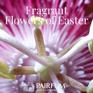 Pairfum London Fragrance Flowers of Easter Passion Flower Pairfum London Fragrance Flowers of Easter Passion Flower