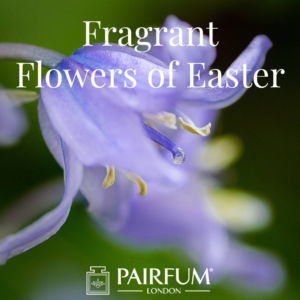 Pairfum London Fragrant Flowers Of Easter Bluebell Woodland