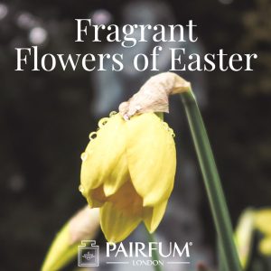 Pairfum London Fragrant Flowers Of Easter Daffodil Narcissus Pairfum London Fragrant Flowers Of Easter Daffodil Narcissus