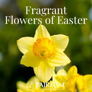 Pairfum London Fragrant Flowers Of Easter Narcissus Daffodil Pairfum London Fragrant Flowers Of Easter Narcissus Daffodil