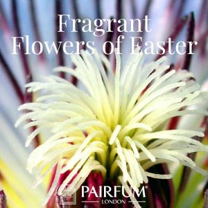 Pairfum London Fragrant Flowers of Easter Passion Flower Pairfum London Fragrant Flowers of Easter Passion Flower