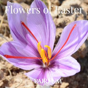 Pairfum London Niche Perfumery Flower Of Easter Crocus Pairfum London Niche Perfumery Flower Of Easter Crocus