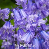 A Group of Bluebells A Group of Bluebells
