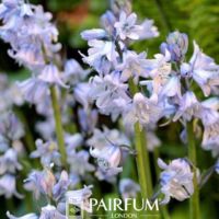 Almost White Bluebells Almost White Bluebells