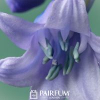 Bluebell Close Up Image Bluebell Close Up Image