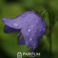 Bluebell With Rain Drops Bluebell With Rain Drops