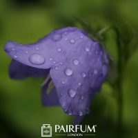 Bluebell With Rain Drops Bluebell With Rain Drops