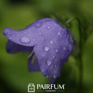 Bluebell With Rain Drops Bluebell With Rain Drops