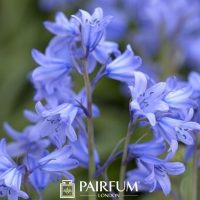 Bluebells Bluebells
