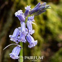 Bluebells About To Bloom On A Stem Bluebells About To Bloom On A Stem