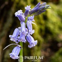 Bluebells About To Bloom On A Stem Bluebells About To Bloom On A Stem