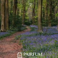 Bluebells Along A Curved Path Bluebells Along A Curved Path