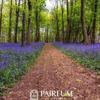 Bluebells Along a Straight Path Bluebells Along a Straight Path