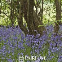 Bluebells Around A Tree Bluebells Around A Tree