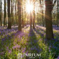 Bluebells In A Bright Forest Bluebells In A Bright Forest