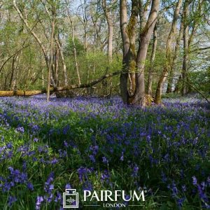 Bluebells In A Forest Bluebells In A Forest