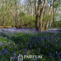 Bluebells In A Forest Bluebells In A Forest