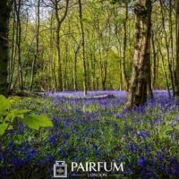 Bluebells In A Sunlit Forest Bluebells In A Sunlit Forest