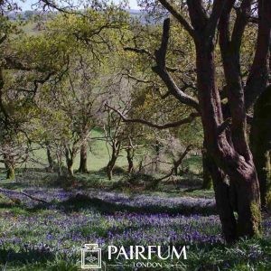 Bluebells In Autumn Bluebells In Autumn