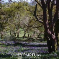 Bluebells In Autumn Bluebells In Autumn